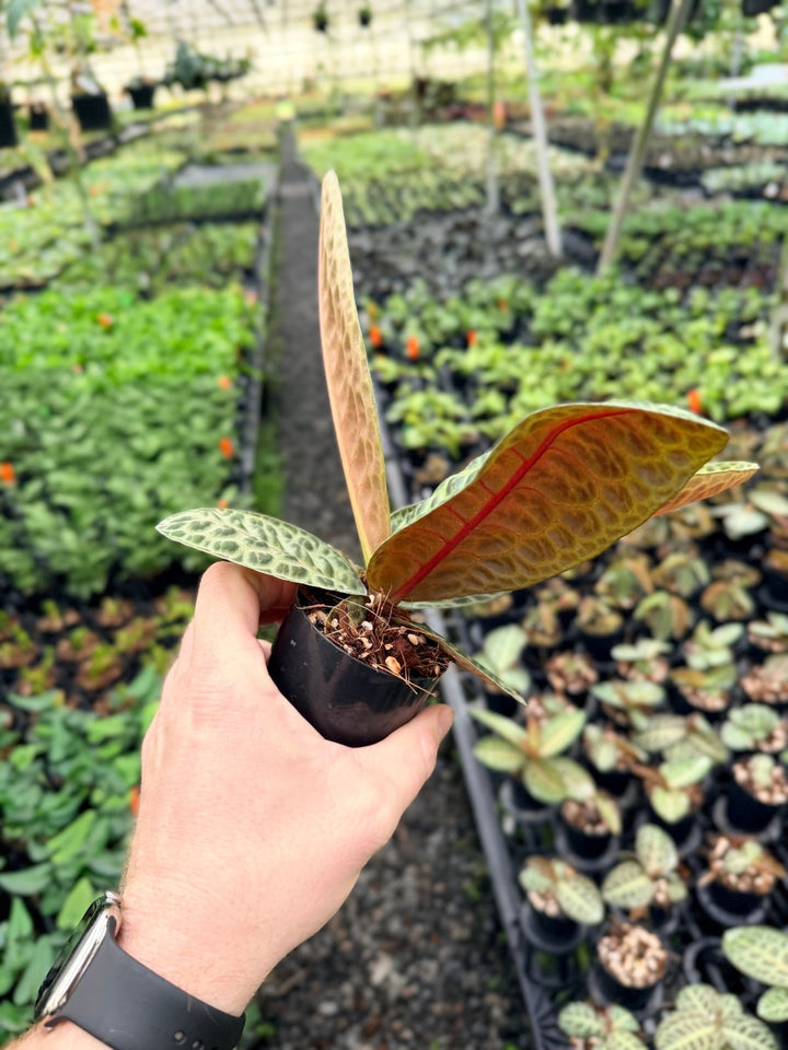 Handpicked 226 - Labisia Beccarii - Turtleback | Uprooted