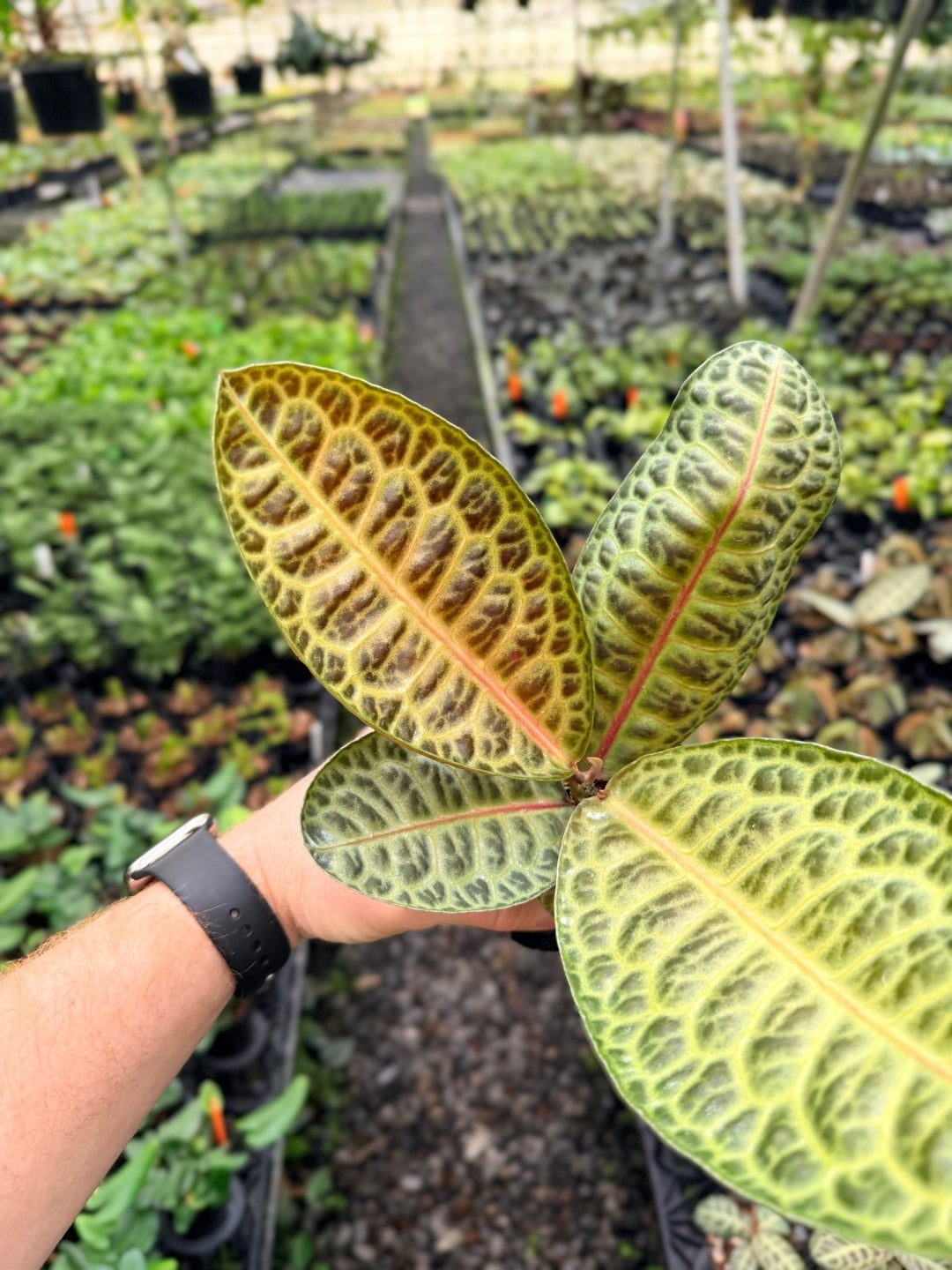 Handpicked 226 - Labisia Beccarii - Turtleback | Uprooted