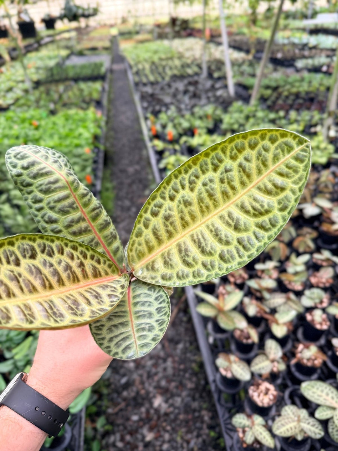 Handpicked 226 - Labisia Beccarii - Turtleback | Uprooted