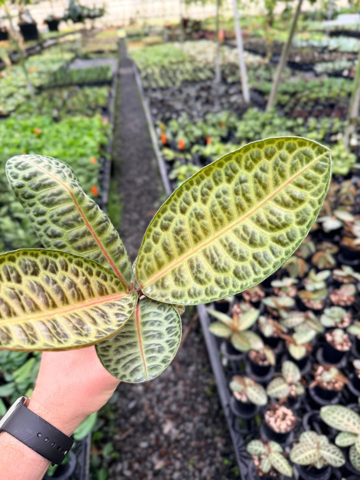Handpicked 226 - Labisia Beccarii - Turtleback | Uprooted