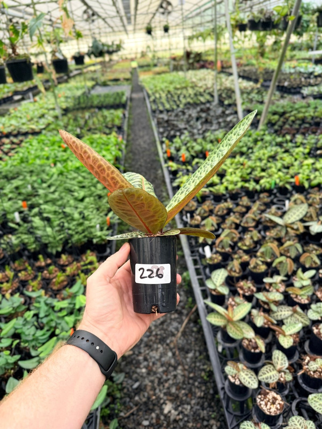 Handpicked 226 - Labisia Beccarii - Turtleback | Uprooted