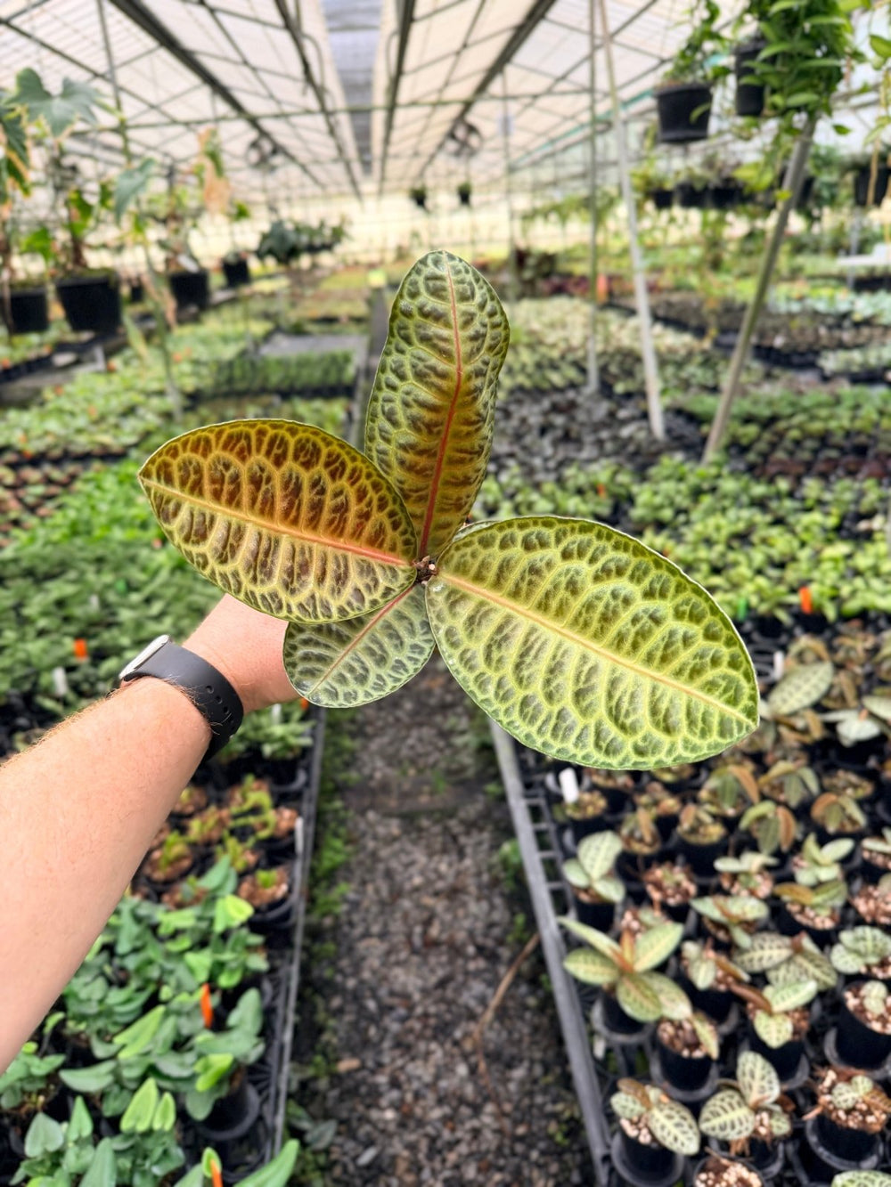 Handpicked 226 - Labisia Beccarii - Turtleback | Uprooted