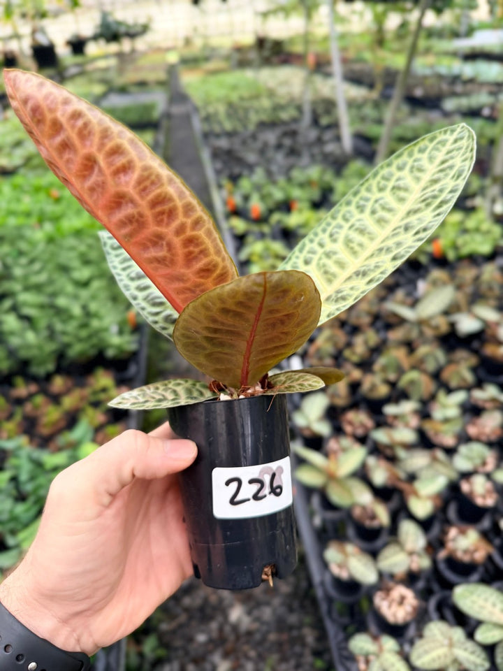Handpicked 226 - Labisia Beccarii - Turtleback | Uprooted