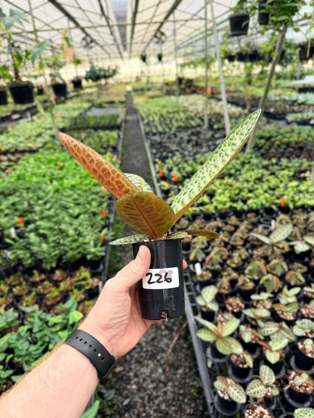 Handpicked 226 - Labisia Beccarii - Turtleback | Uprooted