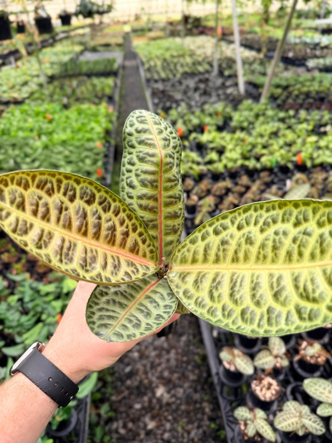 Handpicked 226 - Labisia Beccarii - Turtleback | Uprooted