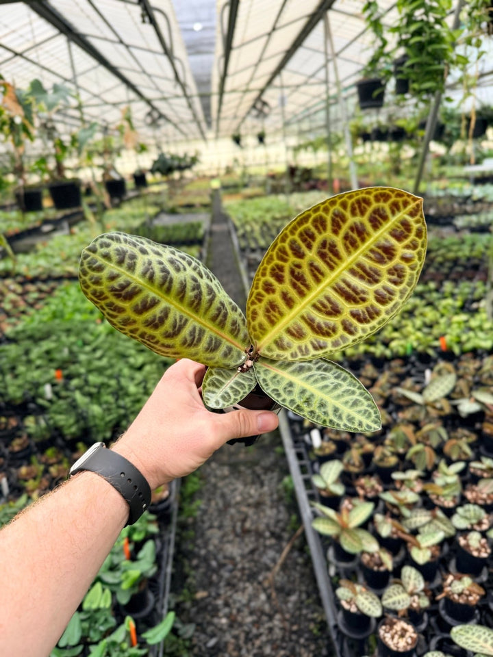 Handpicked 227 - Labisia Beccarii - Turtleback | Uprooted