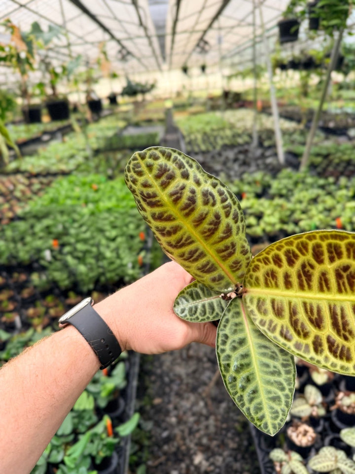 Handpicked 227 - Labisia Beccarii - Turtleback | Uprooted
