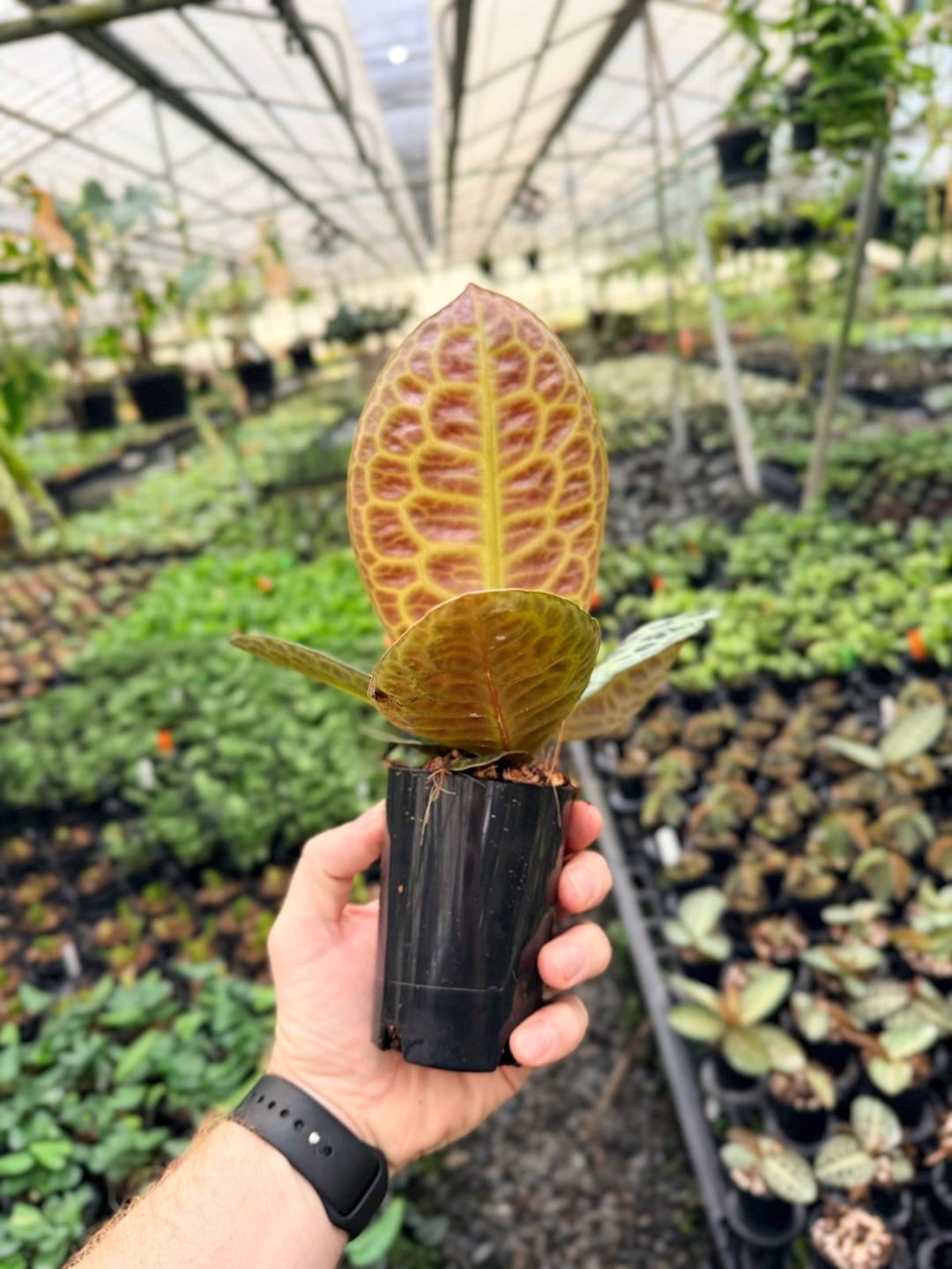 Handpicked 227 - Labisia Beccarii - Turtleback | Uprooted