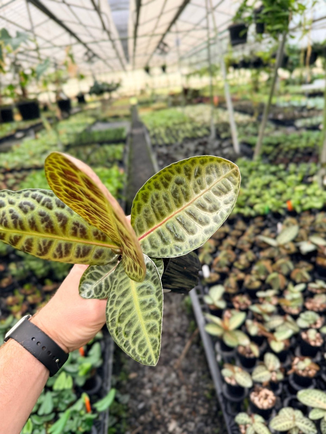 Handpicked 227 - Labisia Beccarii - Turtleback | Uprooted