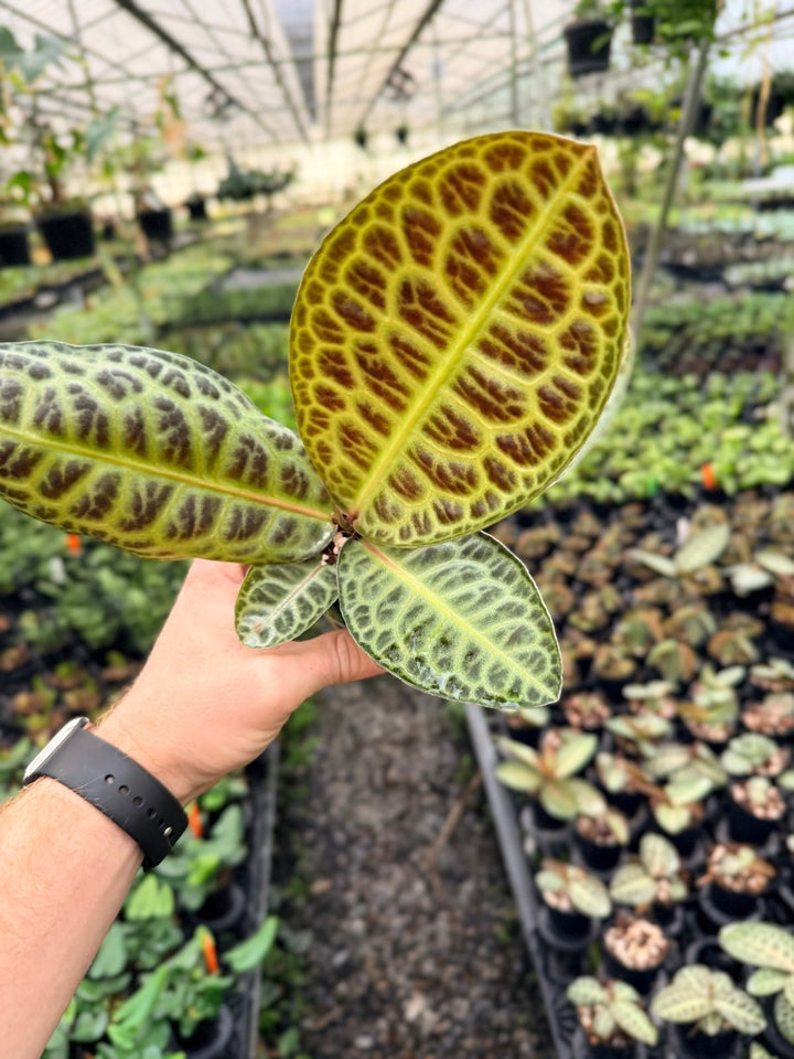 Handpicked 227 - Labisia Beccarii - Turtleback | Uprooted