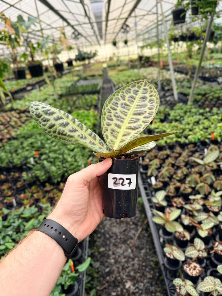 Handpicked 227 - Labisia Beccarii - Turtleback | Uprooted