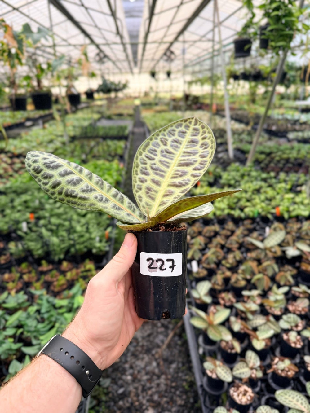 Handpicked 227 - Labisia Beccarii - Turtleback | Uprooted