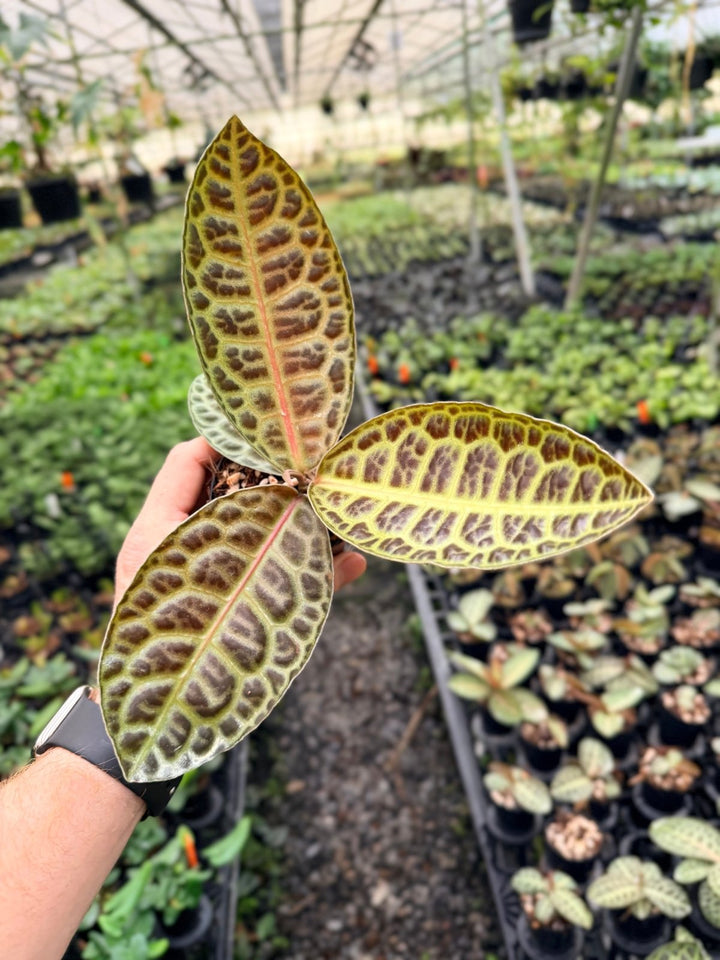 Handpicked 229 - Labisia Beccarii - Turtleback | Uprooted