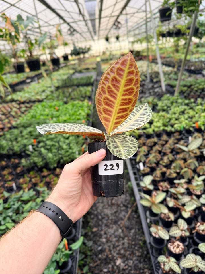Handpicked 229 - Labisia Beccarii - Turtleback | Uprooted