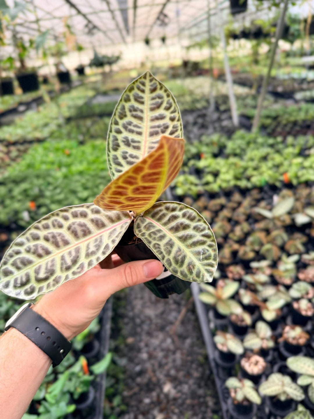 Handpicked 229 - Labisia Beccarii - Turtleback | Uprooted