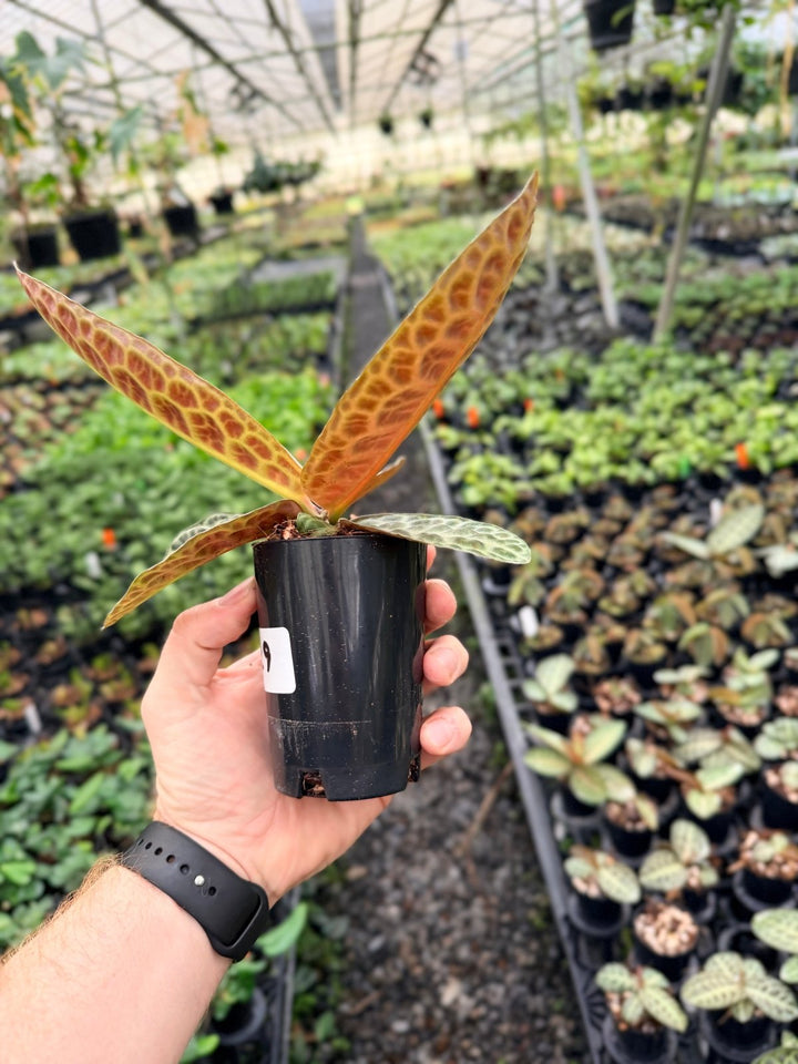 Handpicked 229 - Labisia Beccarii - Turtleback | Uprooted