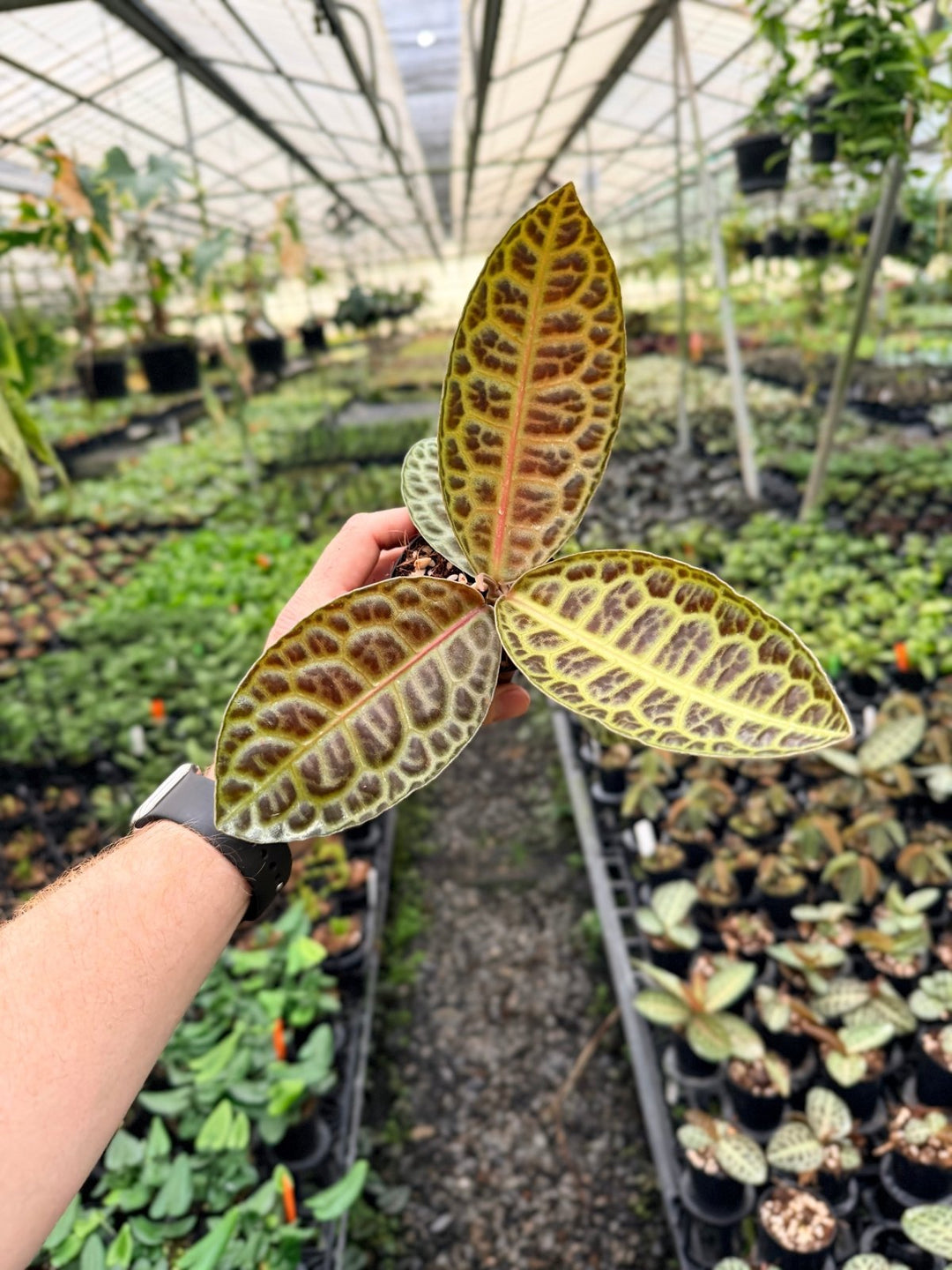 Handpicked 229 - Labisia Beccarii - Turtleback | Uprooted