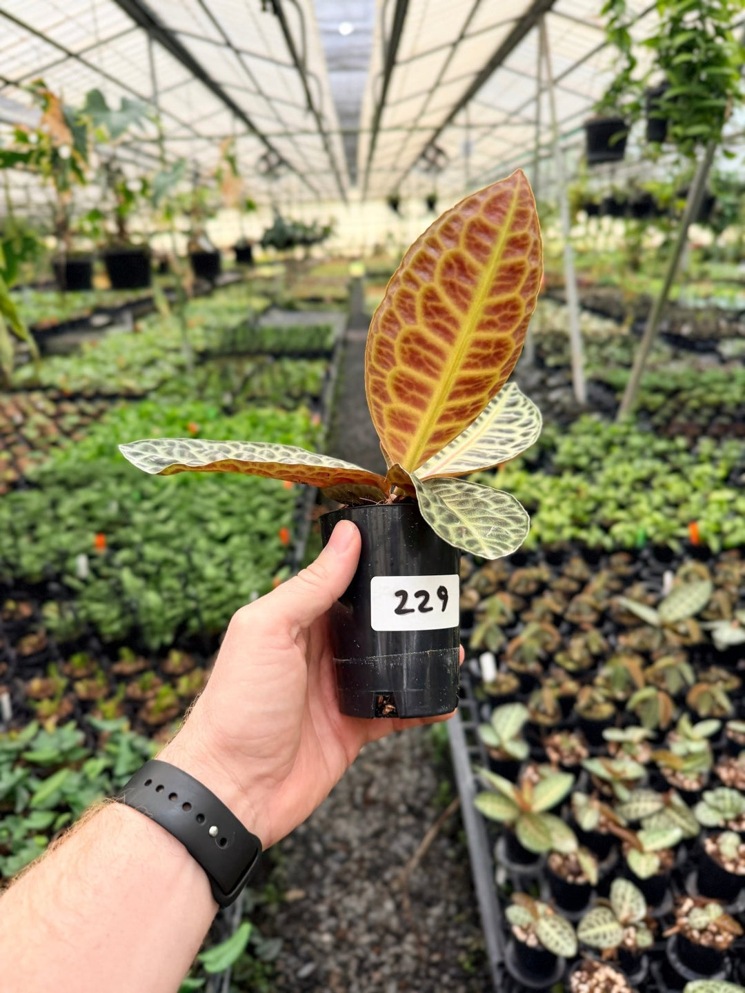 Handpicked 229 - Labisia Beccarii - Turtleback | Uprooted