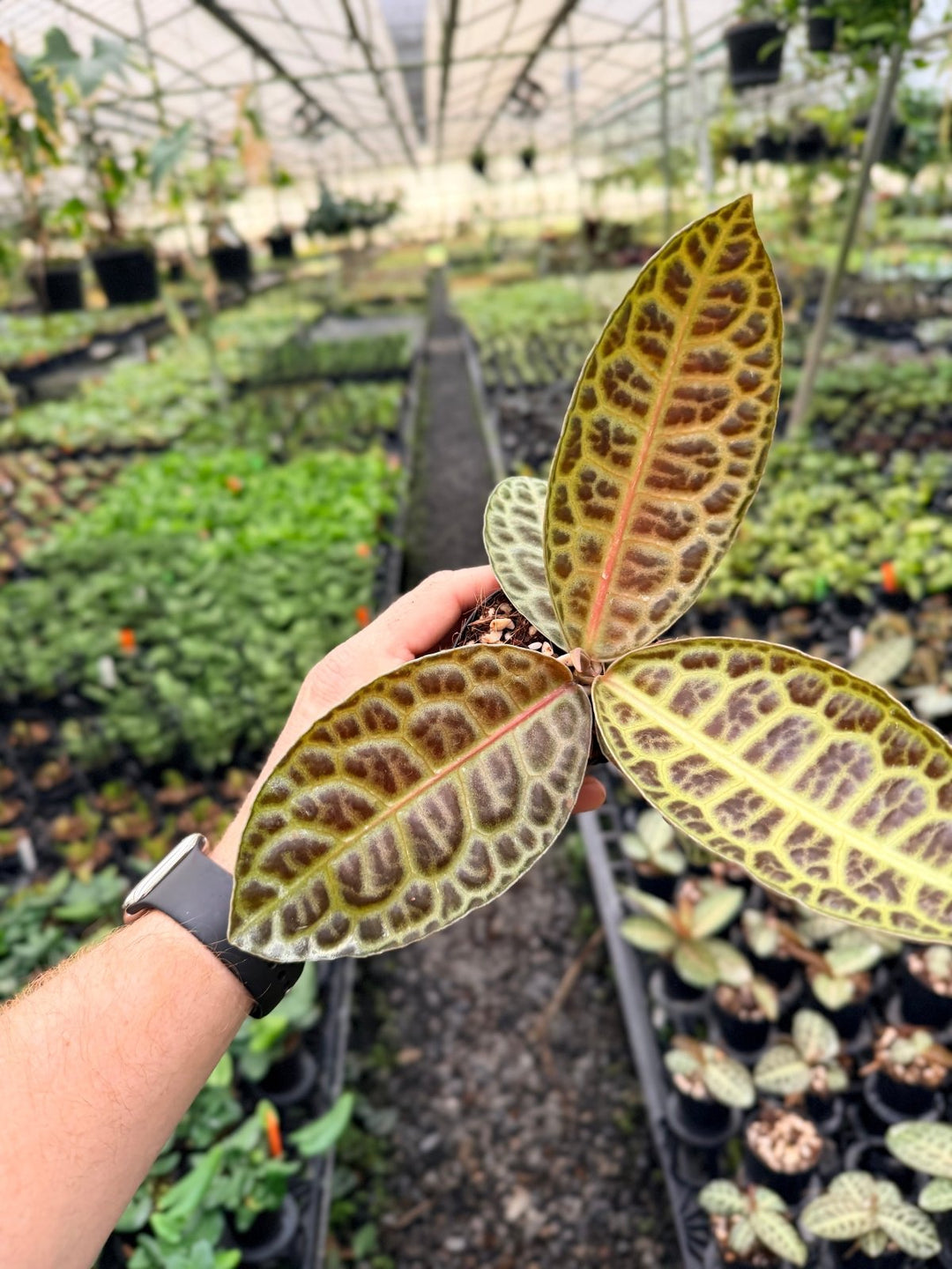 Handpicked 229 - Labisia Beccarii - Turtleback | Uprooted