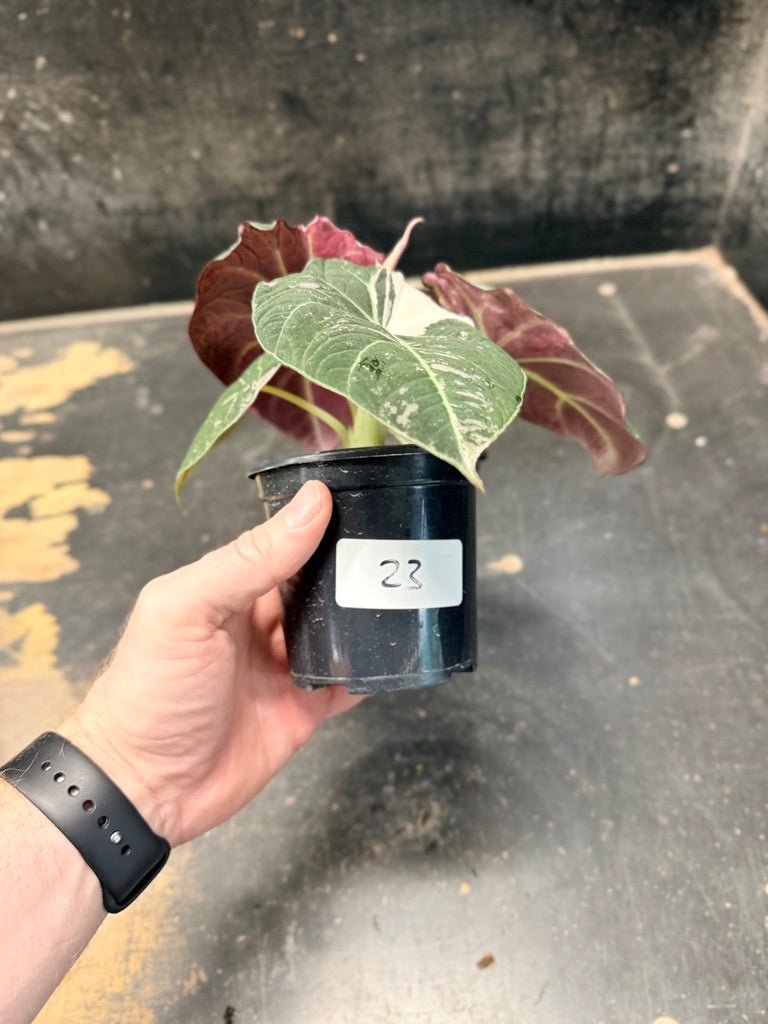 Handpicked 23 - Alocasia Reginula - Black Velvet Variegata | Uprooted