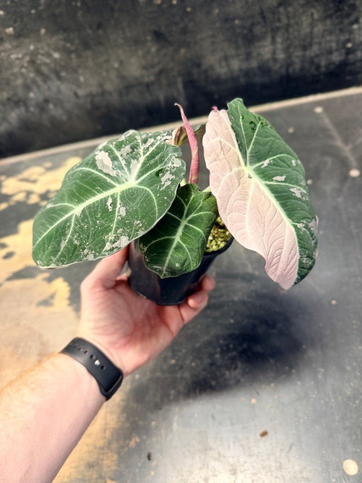 Handpicked 23 - Alocasia Reginula - Black Velvet Variegata | Uprooted