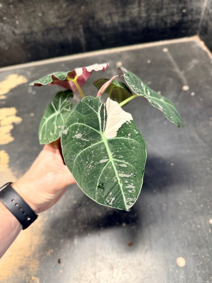Handpicked 23 - Alocasia Reginula - Black Velvet Variegata | Uprooted