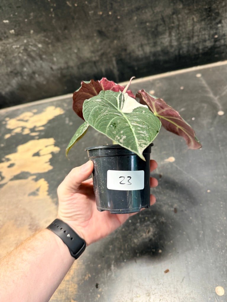 Handpicked 23 - Alocasia Reginula - Black Velvet Variegata | Uprooted