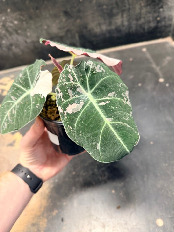 Handpicked 23 - Alocasia Reginula - Black Velvet Variegata | Uprooted