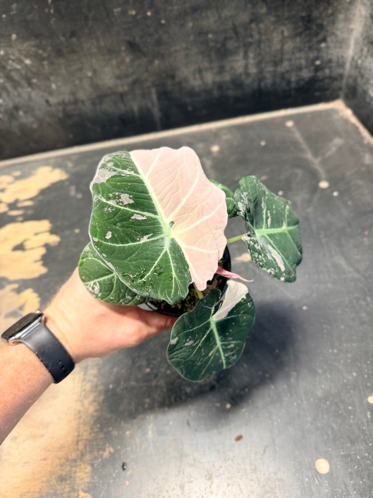 Handpicked 23 - Alocasia Reginula - Black Velvet Variegata | Uprooted