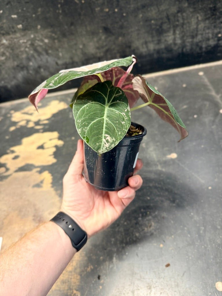 Handpicked 23 - Alocasia Reginula - Black Velvet Variegata | Uprooted