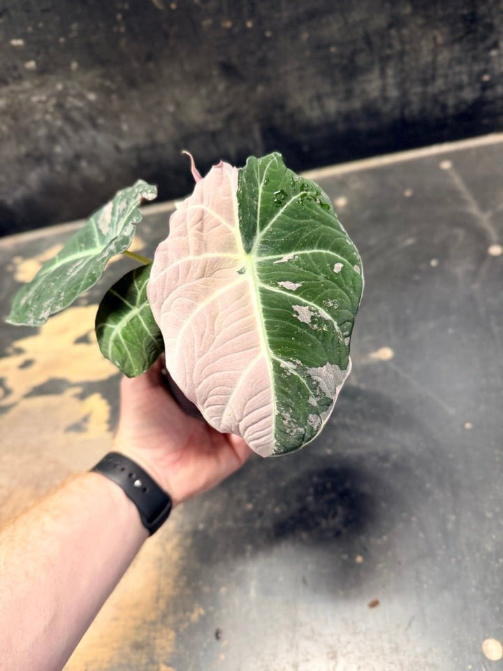 Handpicked 23 - Alocasia Reginula - Black Velvet Variegata | Uprooted