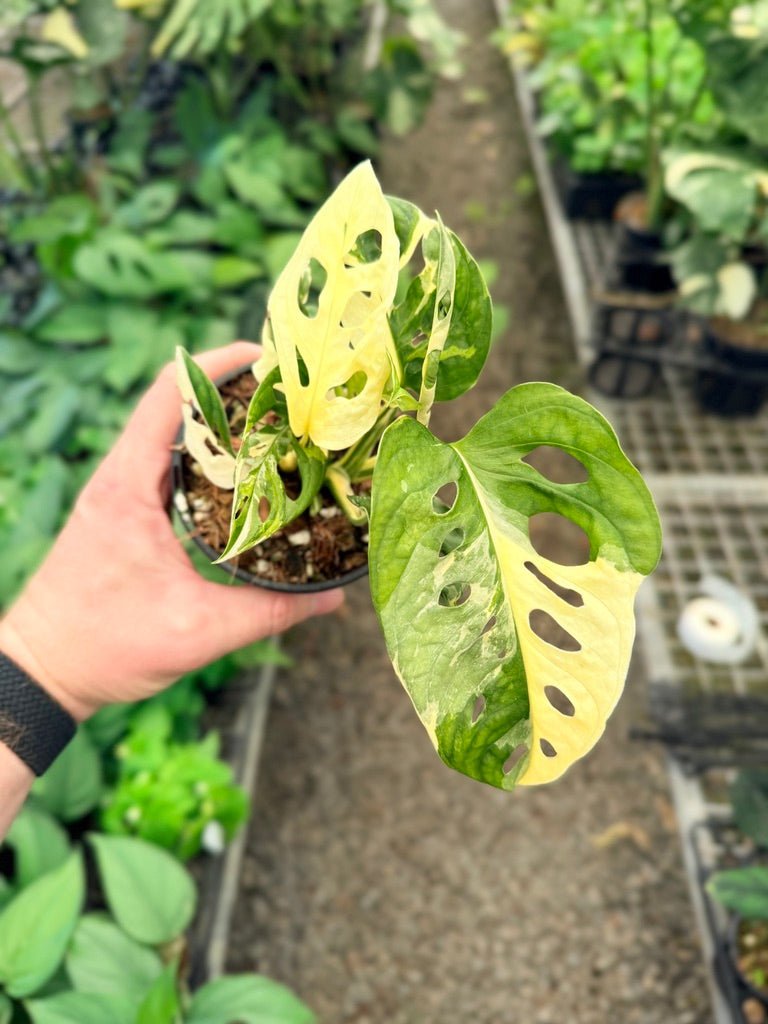 Handpicked 23 - Monstera Adansonii - Monkey Mask - Variegated Albo | Uprooted