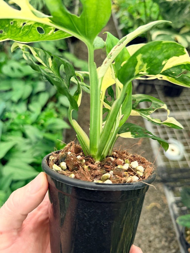 Handpicked 23 - Monstera Adansonii - Monkey Mask - Variegated Albo | Uprooted