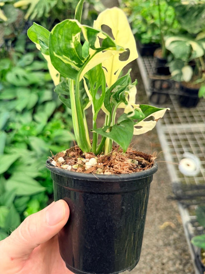 Handpicked 23 - Monstera Adansonii - Monkey Mask - Variegated Albo | Uprooted
