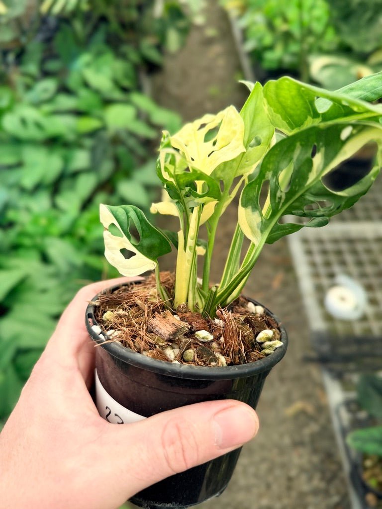Handpicked 23 - Monstera Adansonii - Monkey Mask - Variegated Albo | Uprooted