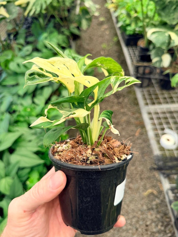 Handpicked 23 - Monstera Adansonii - Monkey Mask - Variegated Albo | Uprooted