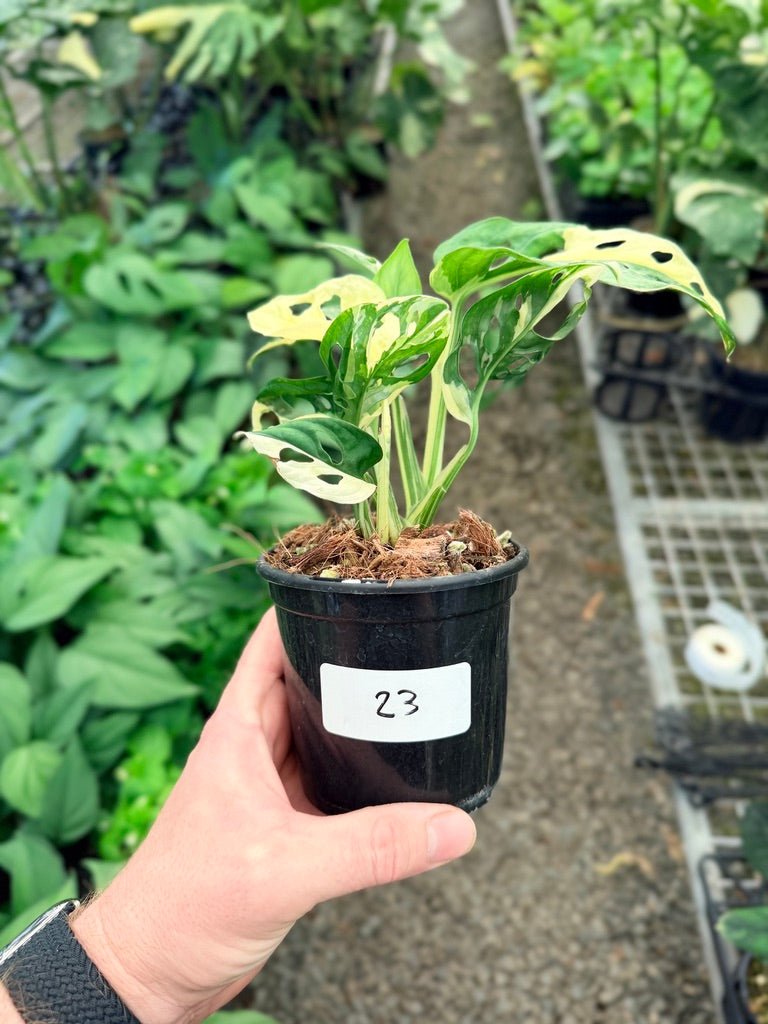 Handpicked 23 - Monstera Adansonii - Monkey Mask - Variegated Albo | Uprooted