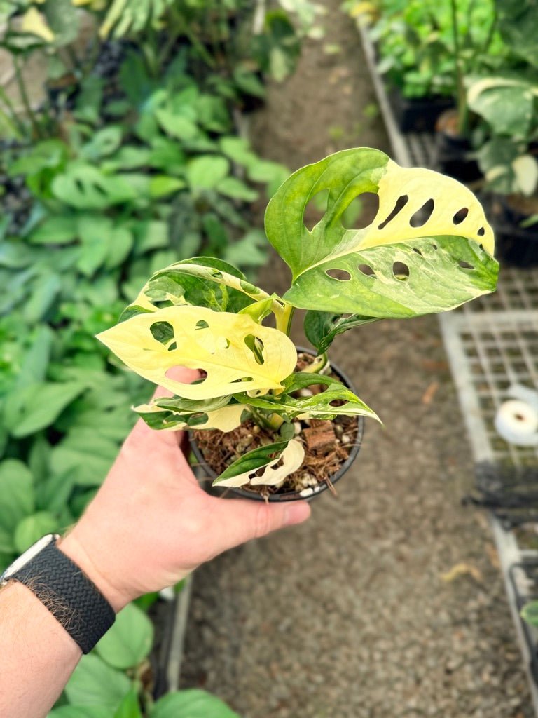 Handpicked 23 - Monstera Adansonii - Monkey Mask - Variegated Albo | Uprooted