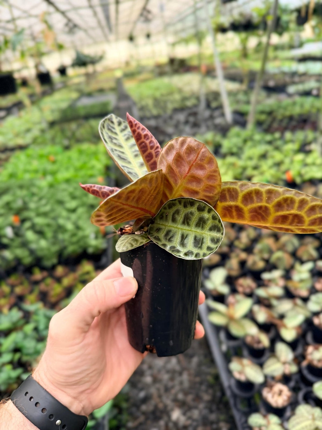 Handpicked 230 - Labisia Beccarii - Turtleback | Uprooted