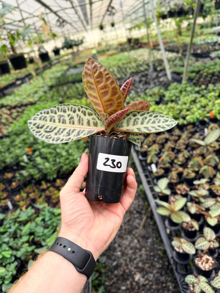 Handpicked 230 - Labisia Beccarii - Turtleback | Uprooted