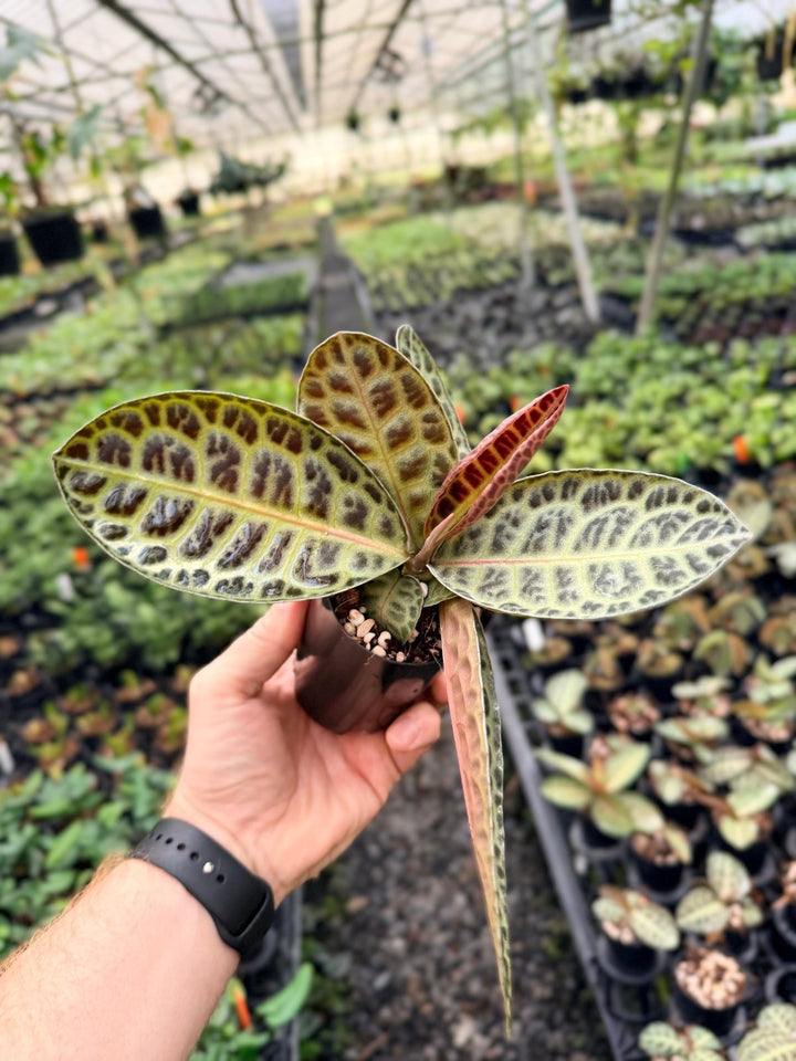 Handpicked 230 - Labisia Beccarii - Turtleback | Uprooted