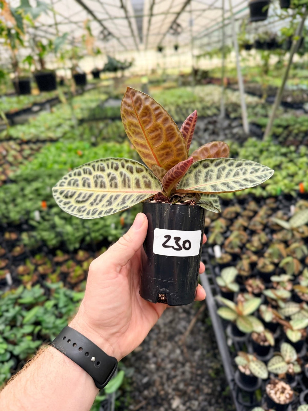 Handpicked 230 - Labisia Beccarii - Turtleback | Uprooted