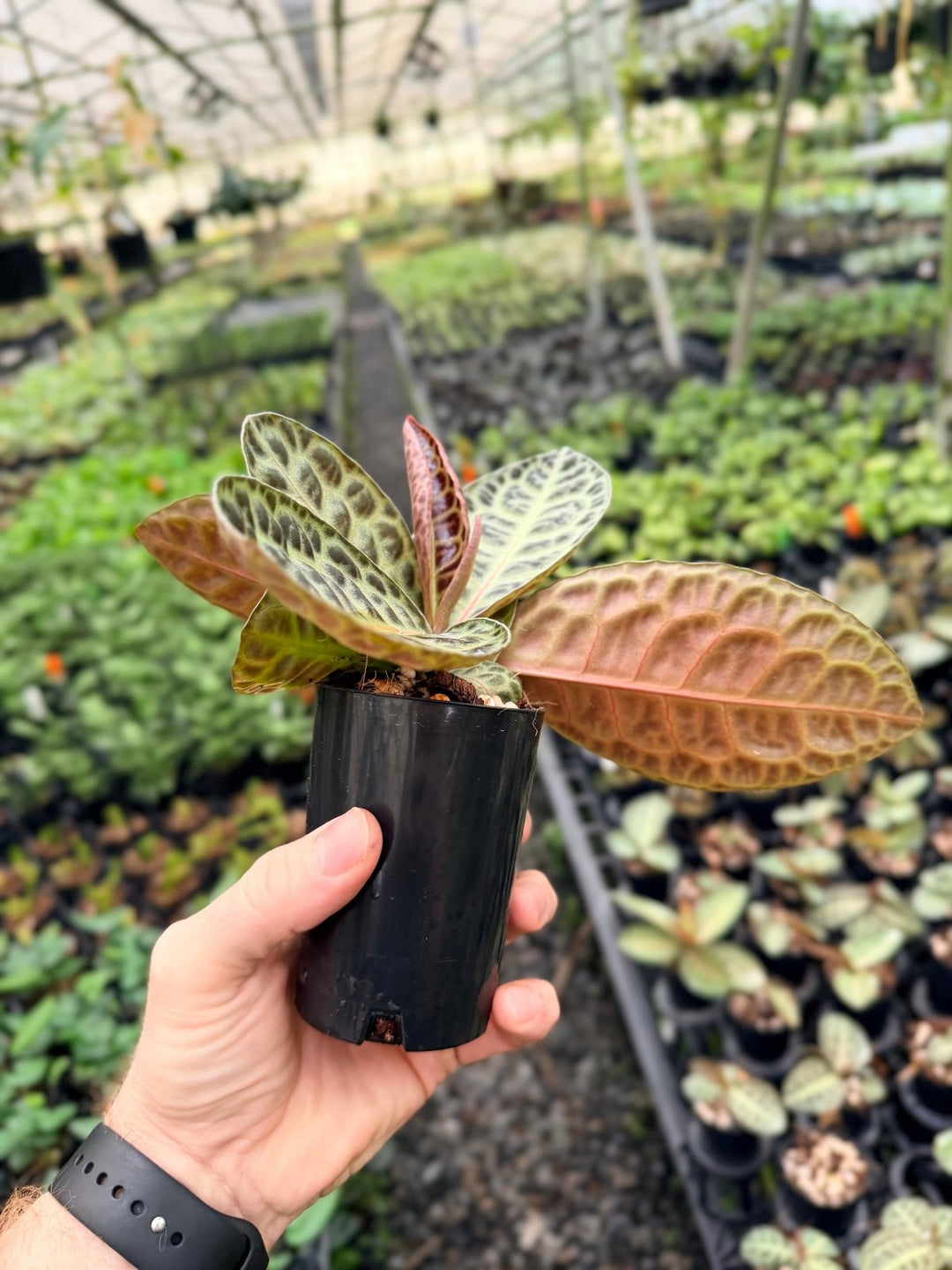 Handpicked 230 - Labisia Beccarii - Turtleback | Uprooted
