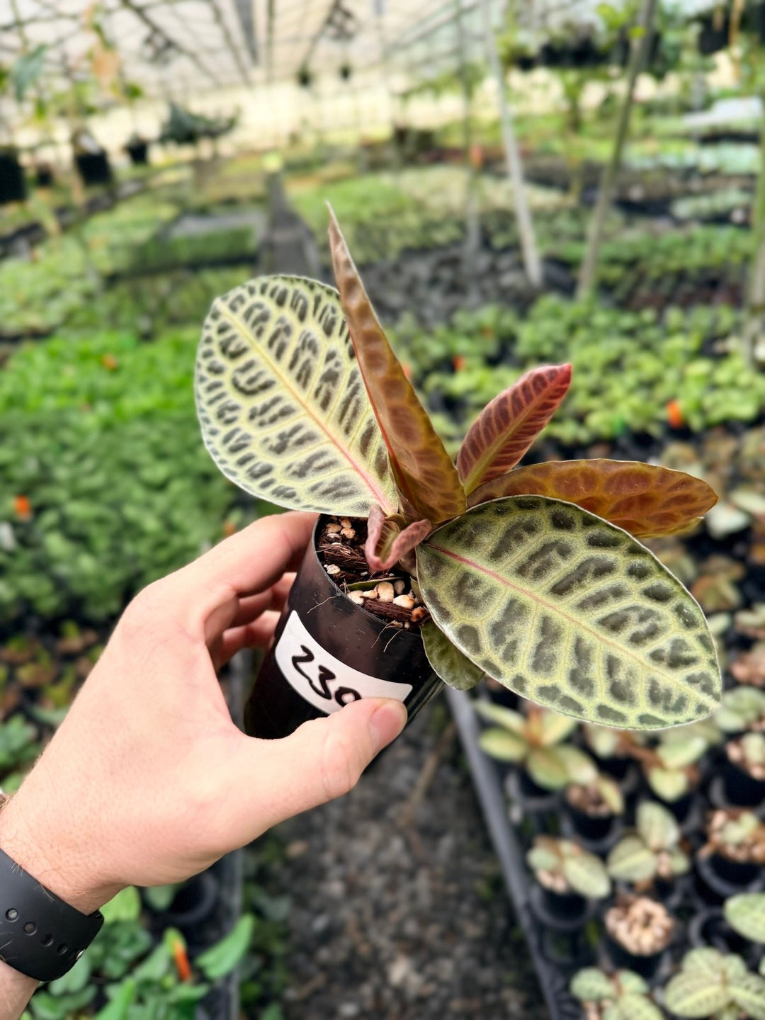 Handpicked 230 - Labisia Beccarii - Turtleback | Uprooted