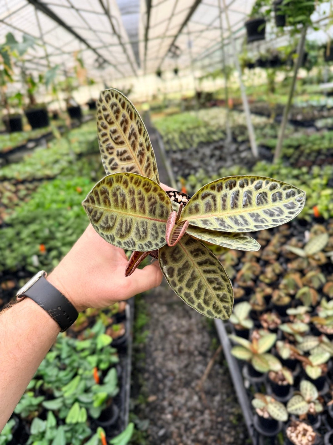 Handpicked 230 - Labisia Beccarii - Turtleback | Uprooted