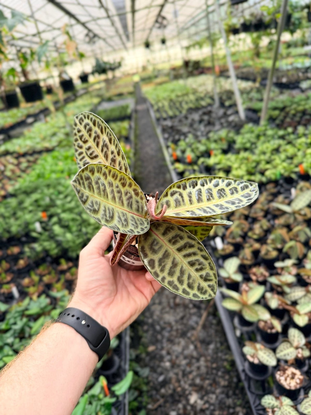 Handpicked 230 - Labisia Beccarii - Turtleback | Uprooted