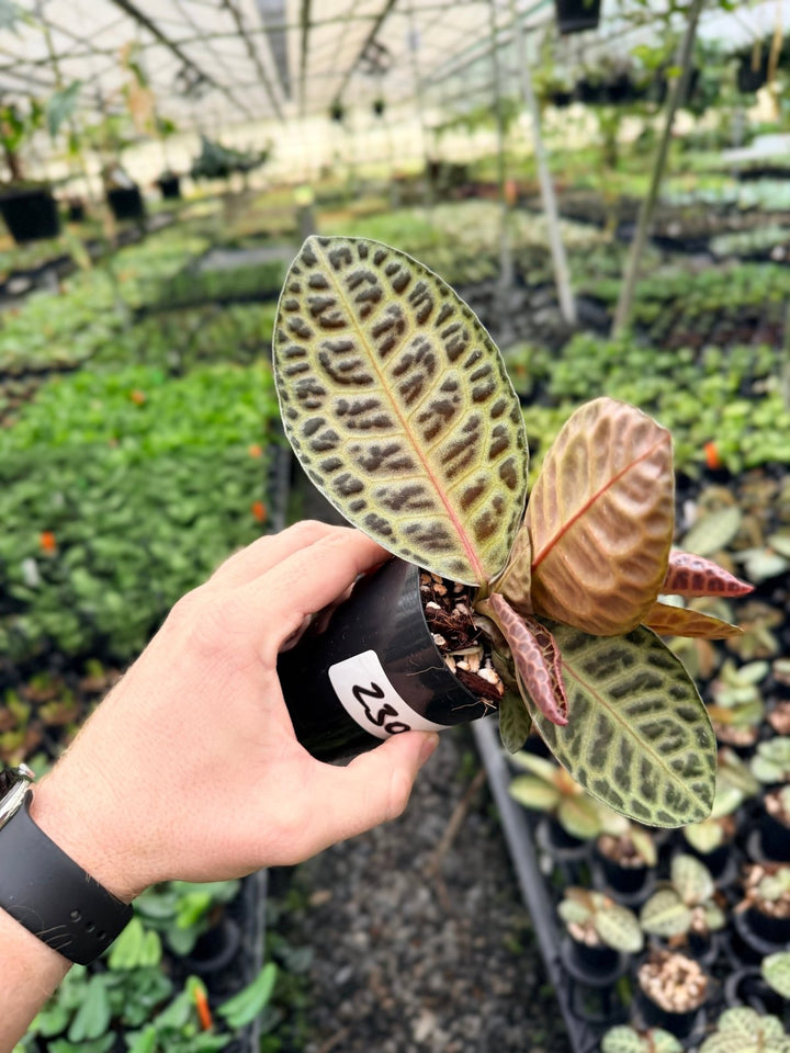 Handpicked 230 - Labisia Beccarii - Turtleback | Uprooted
