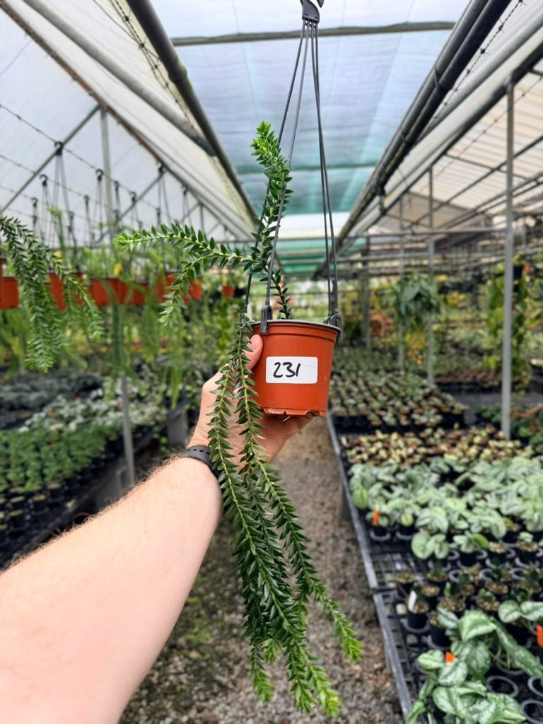 Handpicked 231 - Phlegmariurus Phlegmarioides X Phlegmariurus Ledermannii - Tassel Fern | Uprooted
