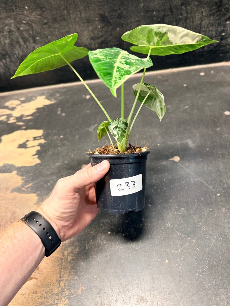 Handpicked 233 - Alocasia Micholitziana Frydek | Uprooted