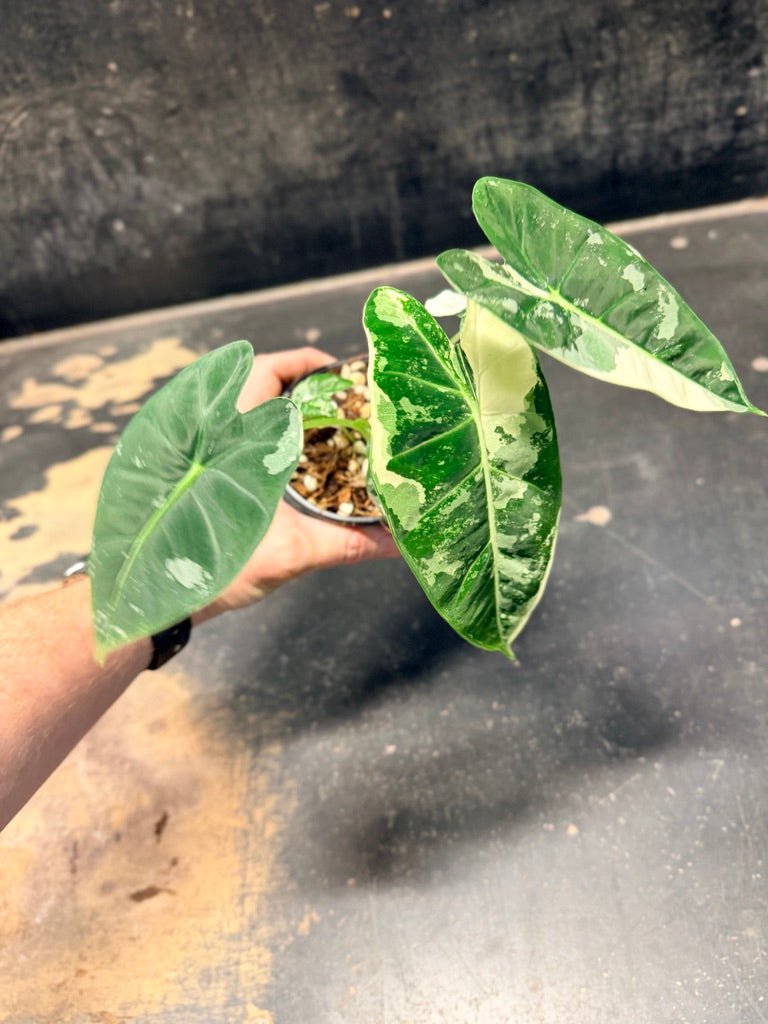 Handpicked 233 - Alocasia Micholitziana Frydek | Uprooted